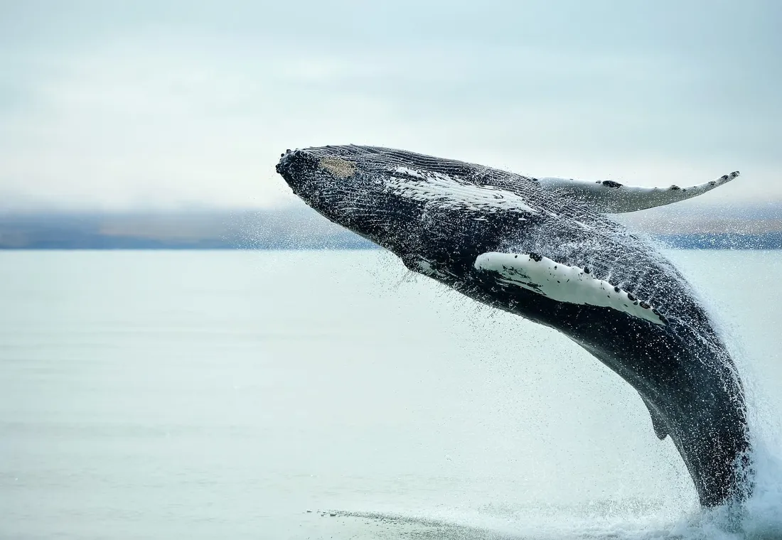 Grand Golden Circle & Whale Watching Tour 
