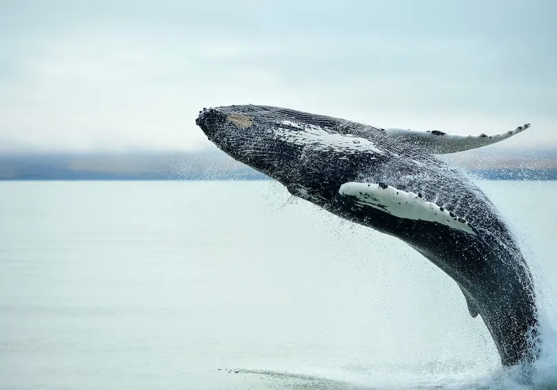 Grand Golden Circle & Whale Watching Tour 