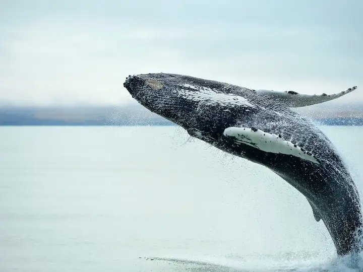 Grand Golden Circle & Whale Watching from Reykjavík