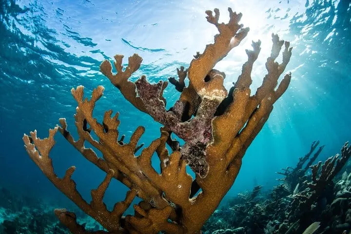 Puerto Morelos Coral Reef Snorkelling Adventure