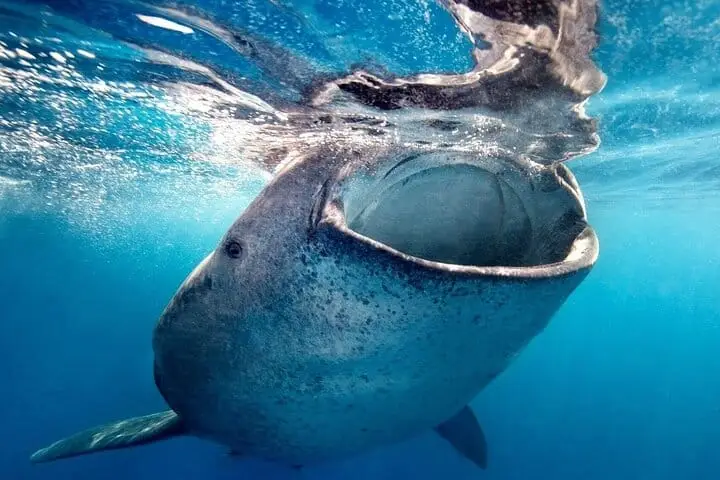 Whale Shark Swim from La Paz, Mexico