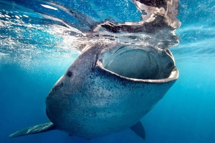 Whale Shark Swim from La Paz, Mexico