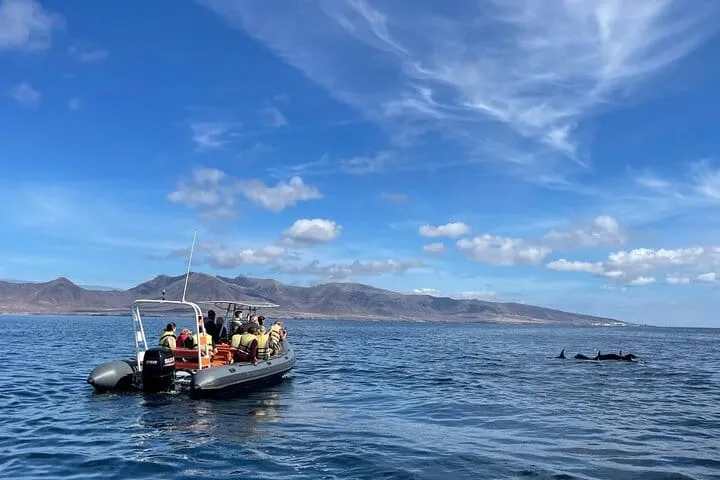2 Hours Dolphin and Whale Watching Tour + snorkelling