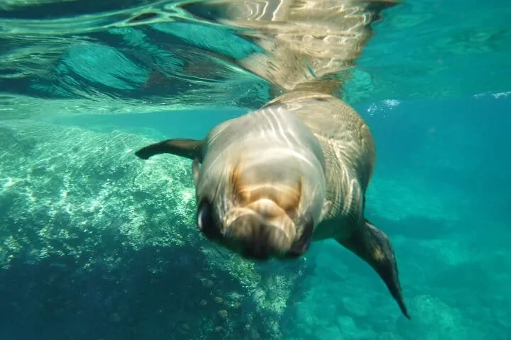 Private Espíritu Santo Island and Sea Lions Tour