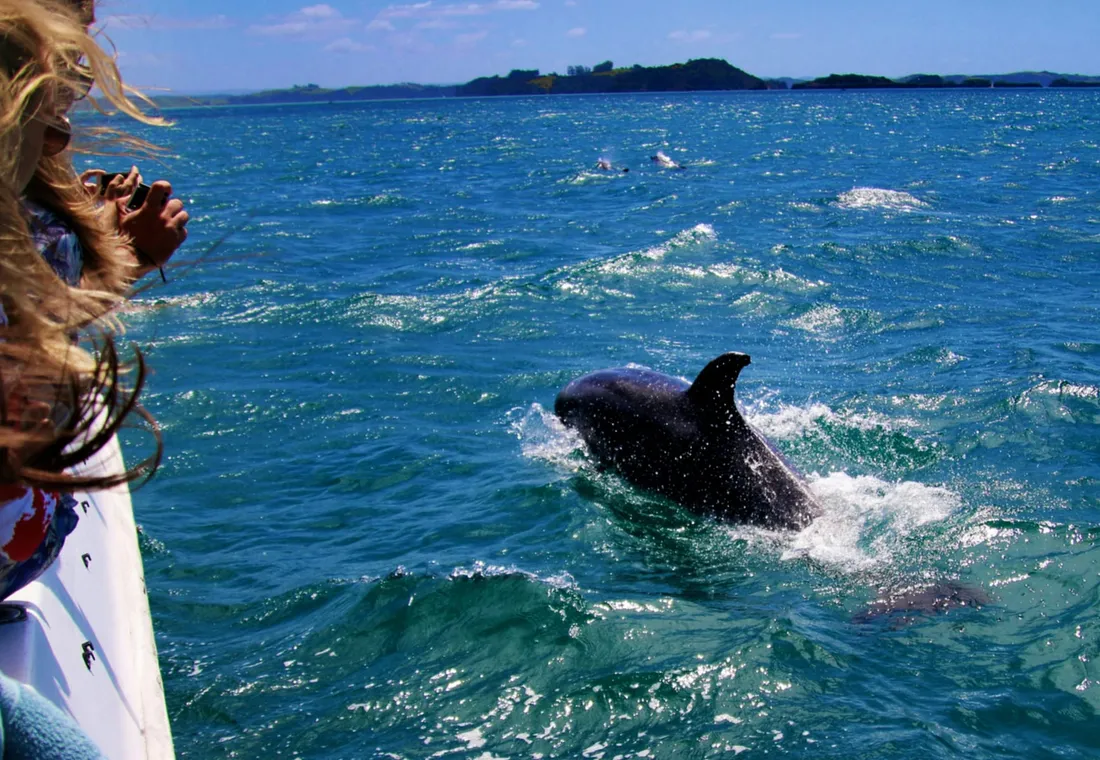 A woman with her hair in the wind bends excitedly on the bow of a sailboat, watching a dolphin that jumps next to her, with a mountain