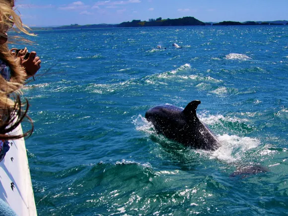 Sotogrande Dolphin Boat Trip + Drink