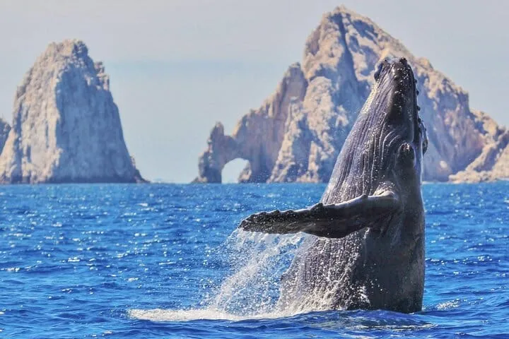 Los Cabos Whale Watching Cruise with Open Bar and Snacks