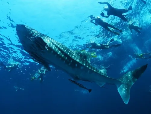 Whale Shark Encounter & Swimming Adventure from La Paz