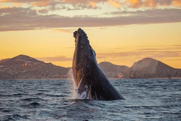 Cabo Whale Watching and Sunset Cruise with Open Bar