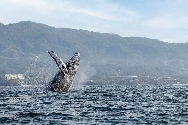Humpback Whale Watching by Boat in Puerto Vallarta