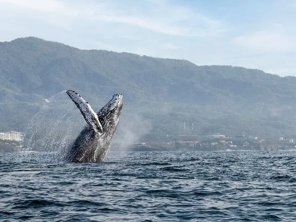 Humpback Whale Watching by Boat in Puerto Vallarta