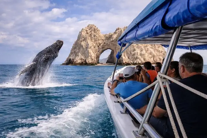 Whale watching in Cabo San Lucas