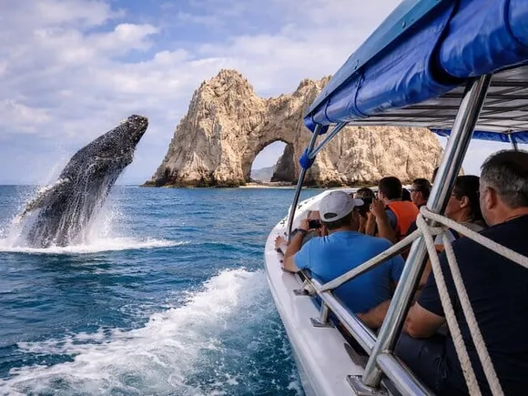 Whale watching in Cabo San Lucas