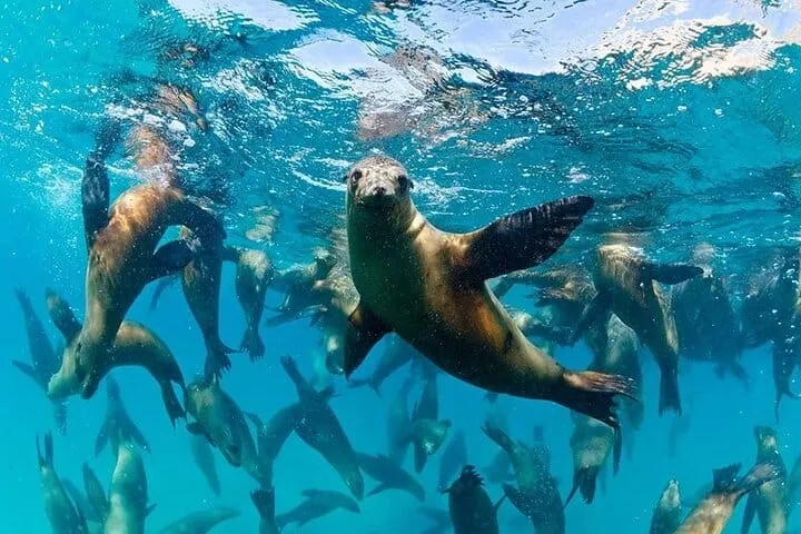 Private Balandra Beach and Sea Lions Boat Trip