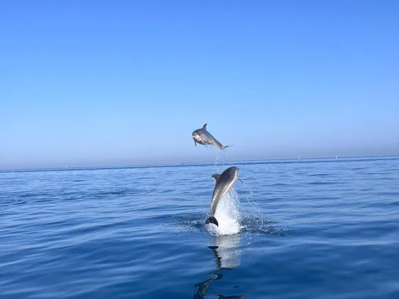 Private Dolphin Trip in Estepona with Drinks Included