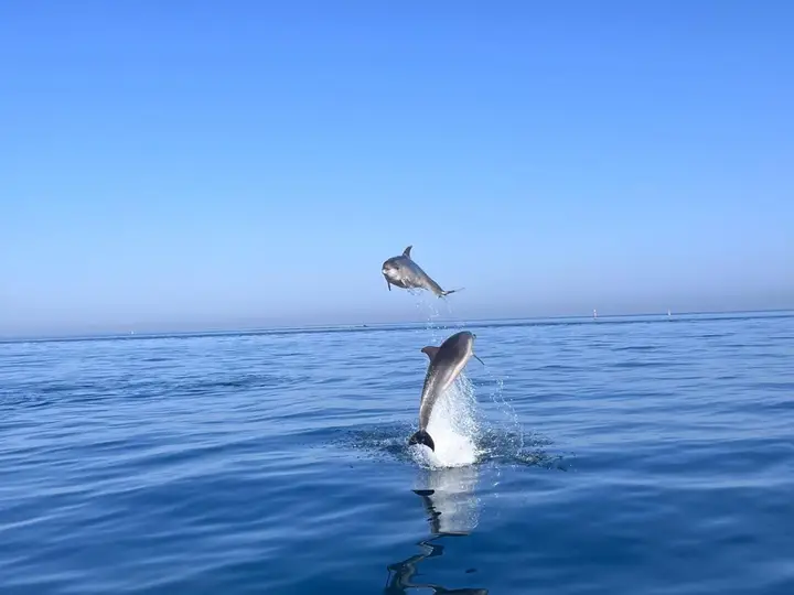 Private Dolphin Trip in Estepona with Drinks Included