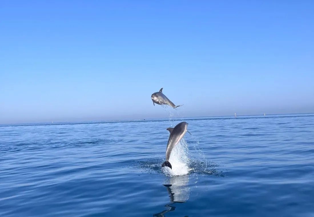 Experiencia Privada de 2H Avistamiento de Delfines con Bebidas Incluidas