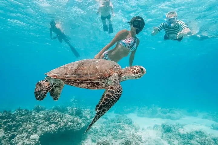 Grand Cayman: Stingray City and Snorkeling with Beach Lunch