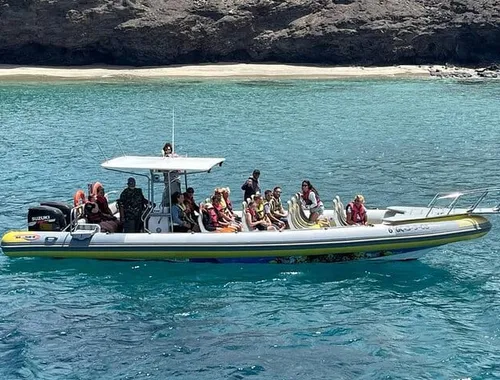 2 Hours Dolphin and Whale Watching Tour + snorkelling