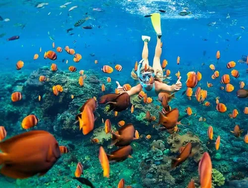 Puerto Morelos Coral Reef Snorkeling Adventure