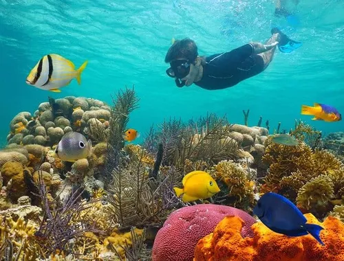 White Island and Ras Mohamed Snorkeling Trip from Sharm