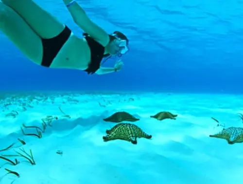 Stingray City Grand Cayman tour from Ritz Carlton