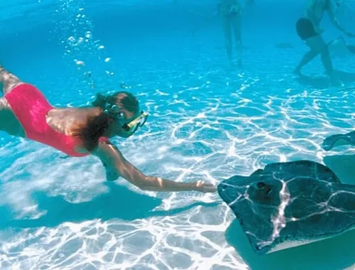 Grand Cayman Stingray City and Reef Snorkeling Adventure