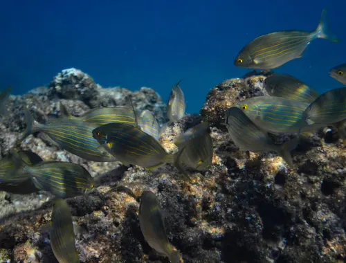 Guided Marine Life Excursion in Estepona