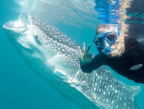 Whale Shark Encounter & Swimming Adventure from La Paz