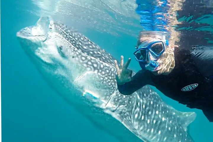 Whale Shark Encounter & Swimming Adventure from La Paz