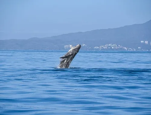 Whale Watching