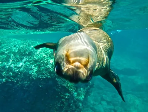 Explore the home of over 300 friendly sea lions