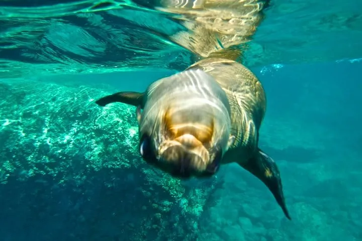Explore the home of over 300 friendly sea lions