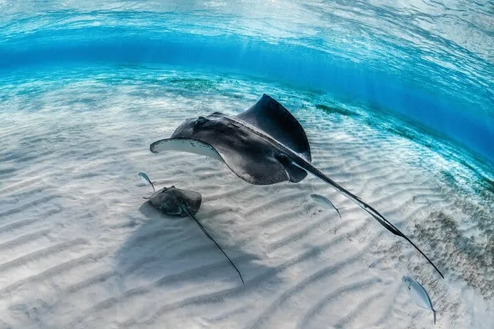 Grand Cayman: Stingray City, Starfish Point & Crystal Caves