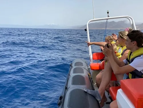 2 Hours Dolphin and Whale Watching Tour + snorkelling