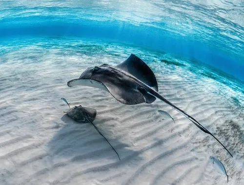 Grand Cayman: Stingray City and Snorkeling with Beach Lunch
