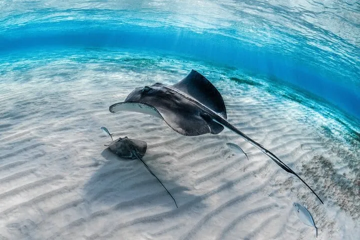 Grand Cayman: Stingray City and Snorkeling with Beach Lunch