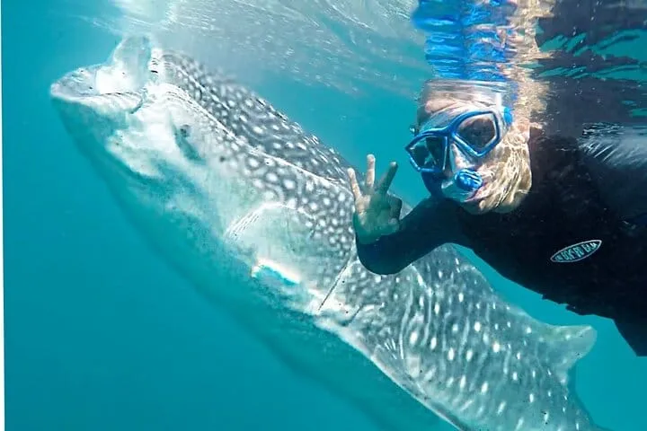 Sea of Cortez Combo: Whale Sharks, Sea Lions & Balandra Beach