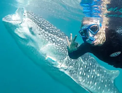 Sea of Cortez Combo: Whale Sharks, Sea Lions & Balandra Beach
