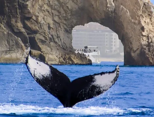 Los Cabos Whale Watching Cruise with Open Bar and Snacks