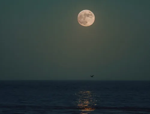 Copper-colored moon with a slight reflection in the sea as it flies above birds.