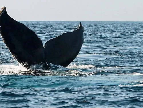 Whale Watching