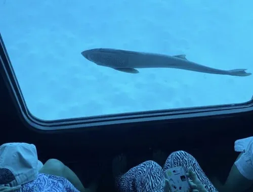 From Makadi Bay : Royal Seascope Submarine tour with snorkeling