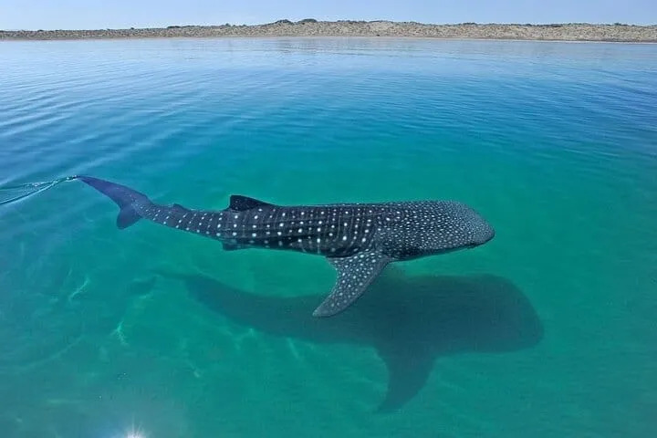 Whale Shark Encounter & Swimming Adventure from La Paz