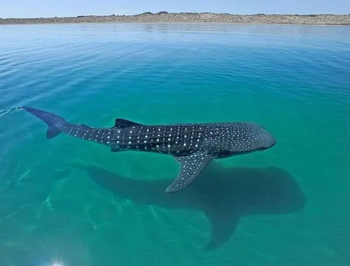 Whale Shark Encounter & Swimming Adventure from La Paz