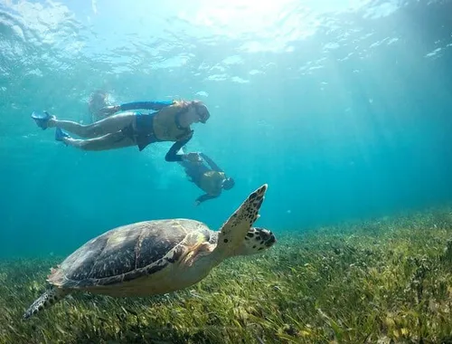 Cancun Snorkeling Tour: Swim with Turtles, Reef, Underwater Museum and Shipwreck