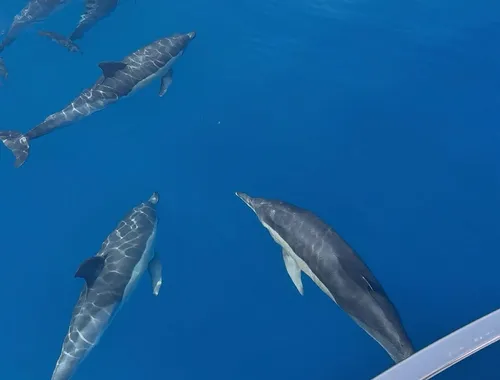 Experiencia Privada de 2H Avistamiento de Delfines con Bebidas Incluidas