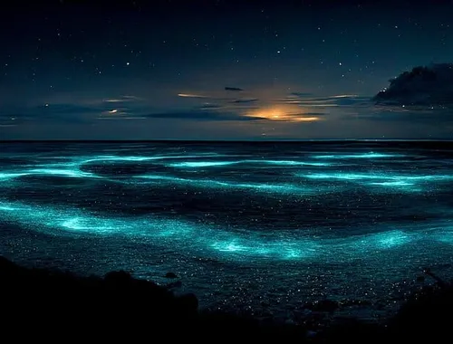 Grand Cayman Bioluminescence Adventure