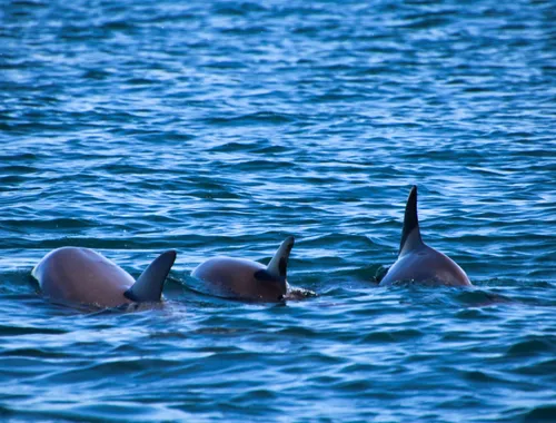 Herd of dolphins gathered on the surface of the sea, searching for food in calm waters. The gentle waves reflect the deep blue of the