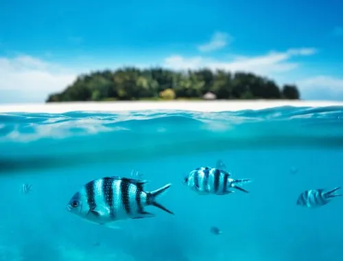 Swim with colorful fish and explore crystal-clear waters on this unforgettable Mnemba Island adventure!